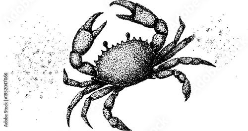 Black and white crab illustration in stippling dotwork style for artistic design
