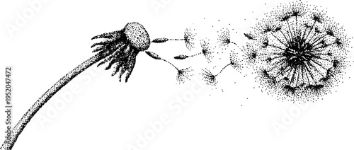Dandelion in black and white stippling art - nature theme for design