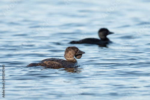Male musk duck (Biziura lobata) swimming on a lake, Perth, Western Australia
