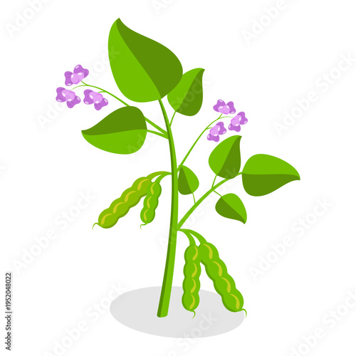 3D Isometric Flat Vector Set of Protein Food, Fresh Soybeans Straight From Nature. Item 6