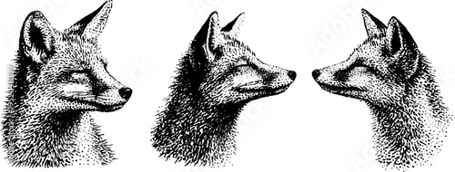 Ornamental fox head design with mandala background in black and white for art projects