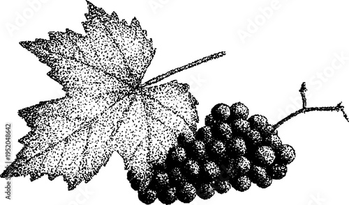 Black and white stippling of grape cluster and vine leaves for vintage design