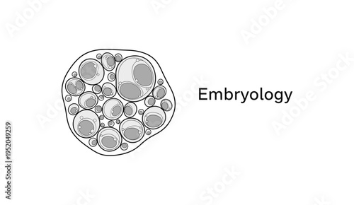 Embryology conceptual illustration showing cell division and blastocyst structure.