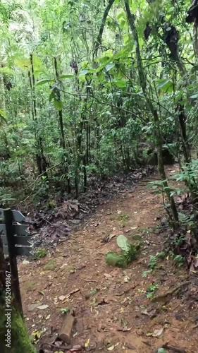 Caminhando na trilha na cidade de Araponga, região da Serra do Papagaio, Estado de Minas Gerais, Brasil