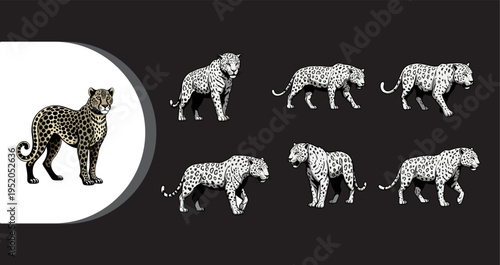 A black and white illustration of a leopard and its various poses