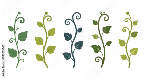 vines, plant, creeper, climber, foliage, leaf, leaves, branch, stem, swirl, curve, curling, twirl, flourish, decorative, ornament, pattern, design, botanical, greenery, nature, green, organic, natural