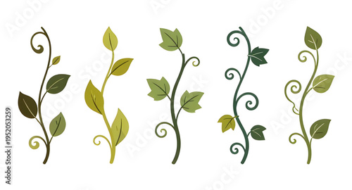 vines, vine, plant, creeper, climber, foliage, leaf, leaves, branch, stem, swirl, curve, curling, twirl, flourish, decorative, ornament, pattern, design, botanical, nature, greenery, green, organic, n