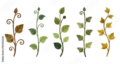 vines, vine, plant, creeper, climber, foliage, leaf, leaves, branch, stem, swirl, curve, curling, twirl, flourish, decorative, ornament, pattern, design, botanical, nature, greenery, green, organic, n