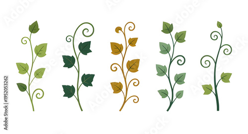 vines, vine, plant, creeper, climber, foliage, leaf, leaves, branch, stem, swirl, curve, curling, twirl, flourish, decorative, ornament, pattern, design, botanical, nature, greenery, green, organic, n