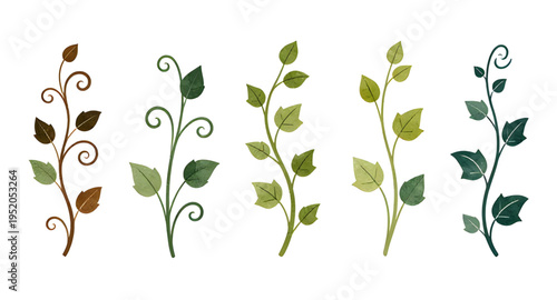 vines, vine, plant, creeper, climber, foliage, leaf, leaves, branch, stem, swirl, curve, curling, twirl, flourish, decorative, ornament, pattern, design, botanical, nature, greenery, green, organic, n