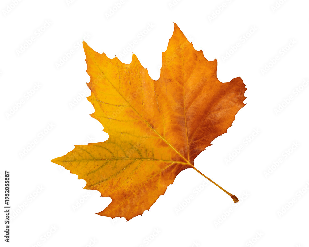 Fototapeta premium Bright golden orange maple leaf isolated on white background with visible veins and stem, autumn nature element, fall season symbol, perfect for seasonal design and copy space