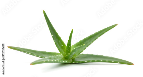 aloe, aloevera, plant, succulent, cactus, leaf, leaves, green, nature, botanical, herb, medicinal, organic, natural, fresh, garden, flora, indoor, outdoor, pot, potted, houseplant, tropical, desert, e