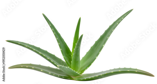 aloe, aloevera, plant, succulent, cactus, leaf, leaves, green, nature, botanical, herb, medicinal, organic, natural, fresh, garden, flora, indoor, outdoor, pot, potted, houseplant, tropical, desert, e