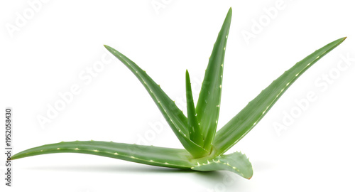 aloe, aloevera, plant, succulent, cactus, leaf, leaves, green, nature, botanical, herb, medicinal, organic, natural, fresh, garden, flora, indoor, outdoor, pot, potted, houseplant, tropical, desert, e