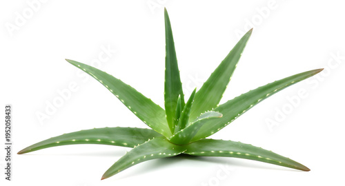 aloe, aloevera, plant, succulent, cactus, leaf, leaves, green, nature, botanical, herb, medicinal, organic, natural, fresh, garden, flora, indoor, outdoor, pot, potted, houseplant, tropical, desert, e
