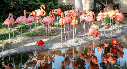 Slika na platnu These images highlight the role of zoos in preserving biodiversity