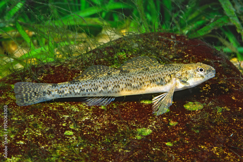 Фотография Johnny darter, Etheostoma nigrum.