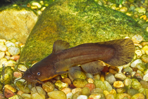 Tadpole madtom, Noturus gyrinus