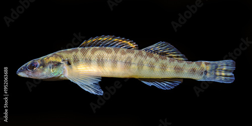 Obraz na plátně Slenderhead darter, Percina phoxocephala