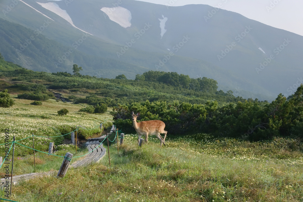 Naklejka premium 登山道に現れたエゾシカ（北海道・大雪山） 