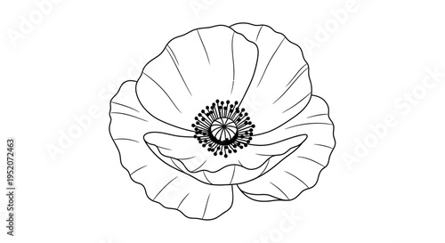 Detailed illustration of a poppy flower.