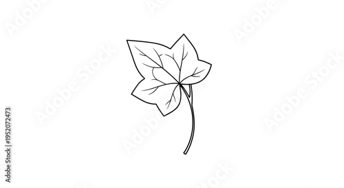 Detailed illustration of a single leaf.