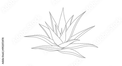 Aloe Vera Plant Close Up View.