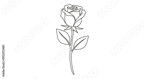 Detailed drawing of a single rose.