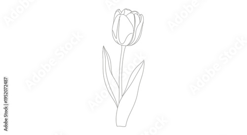 Detailed drawing of a single tulip.