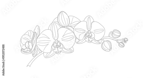 Detailed drawing of orchid flowers.