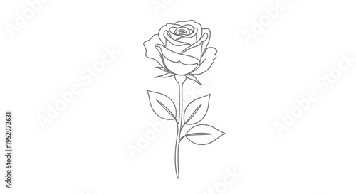 Detailed Drawing of a Single Rose.