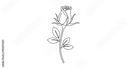 Detailed drawing of a single rose.