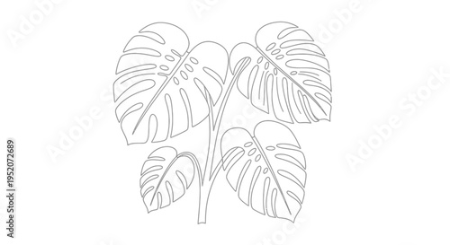 Monstera deliciosa plant leaves illustration.