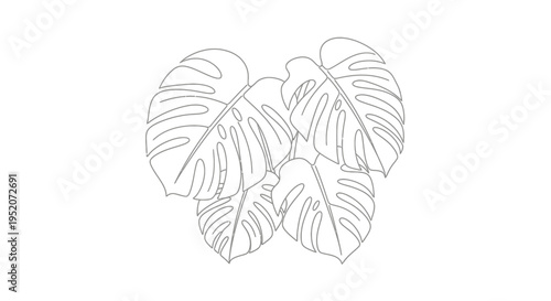 Monstera Deliciosa Large Leafy Green Plant.