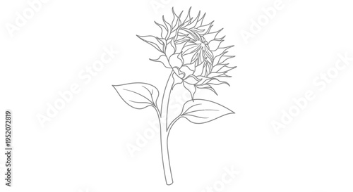 Detailed drawing of a flower.