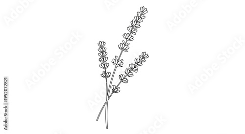 Detailed illustration of lavender flowers.