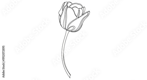 Tulip flower with long stem.