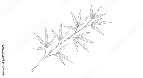 Detailed drawing of a plant branch.