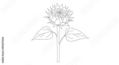 Detailed drawing of a flower.
