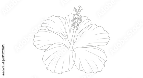 Detailed illustration of a hibiscus flower.