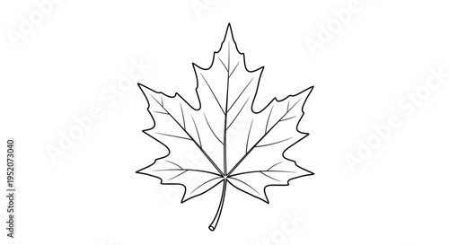 Detailed drawing of a maple leaf.