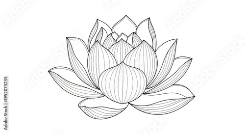Detailed Line Drawing of Lotus Flower.