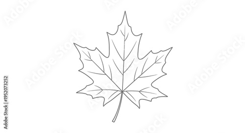 Detailed illustration of a maple leaf.