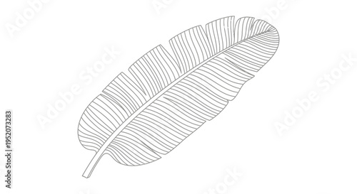 Detailed drawing of a single feather.