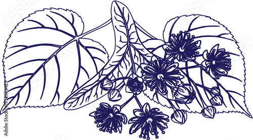 described features a detailed line art illustration of linden flowers and leaves, characterized by its elegant and clear design. The use of a single dark blue color for the outlines creates a striking