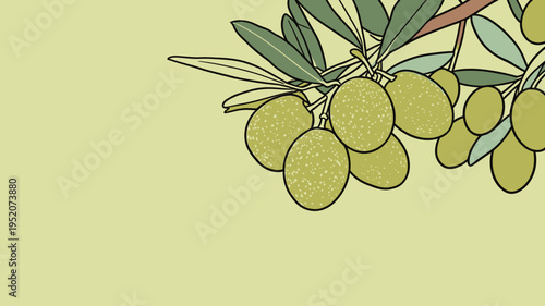Olives grow on branch in a simple background during daytime in an outdoor setting