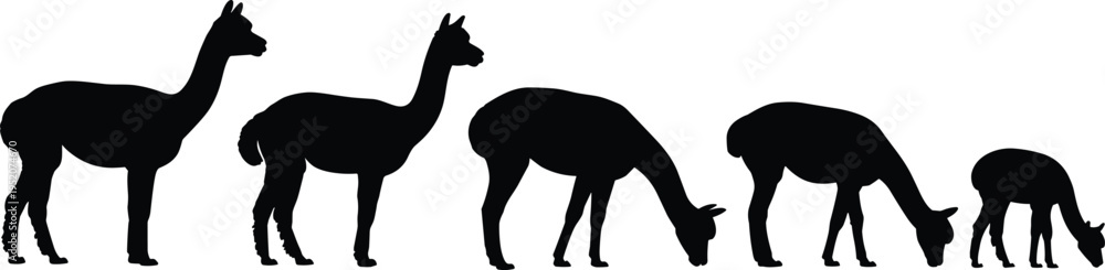 Fototapeta premium Alpaca silhouette set, llama grazing and standing vector collection, South American camelid silhouettes, farm animal illustration pack bundle