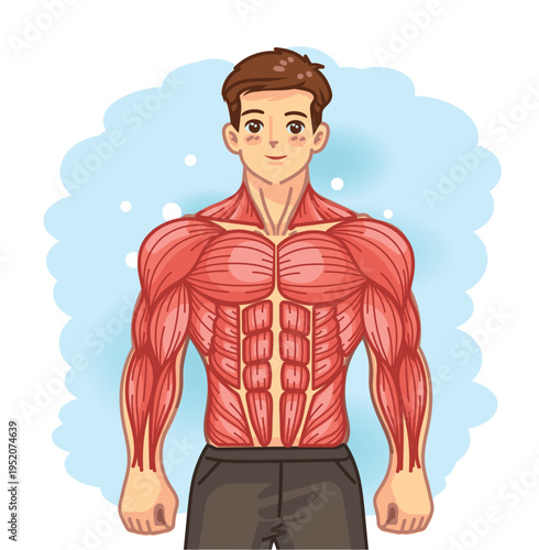 Human Upper Body Muscle Anatomy Illustration Front View
