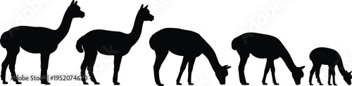 Alpaca silhouette set, llama grazing and standing vector collection, South American camelid silhouettes, farm animal illustration pack bundle