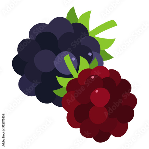 ブラックベリーのイラスト